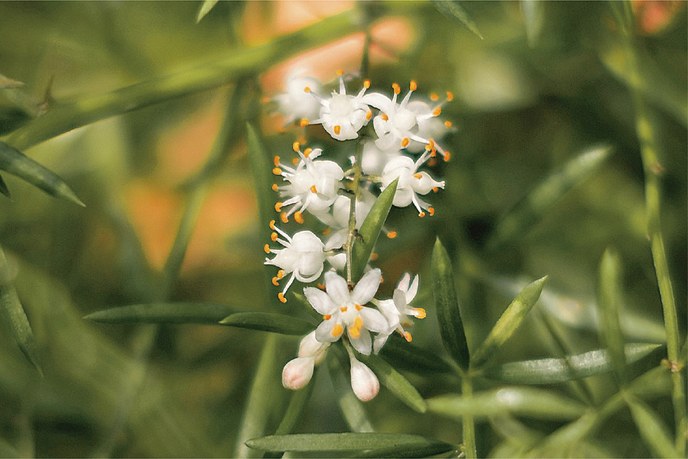 緑の葉のあいだに咲く白い小花（香りのイメージ写真）