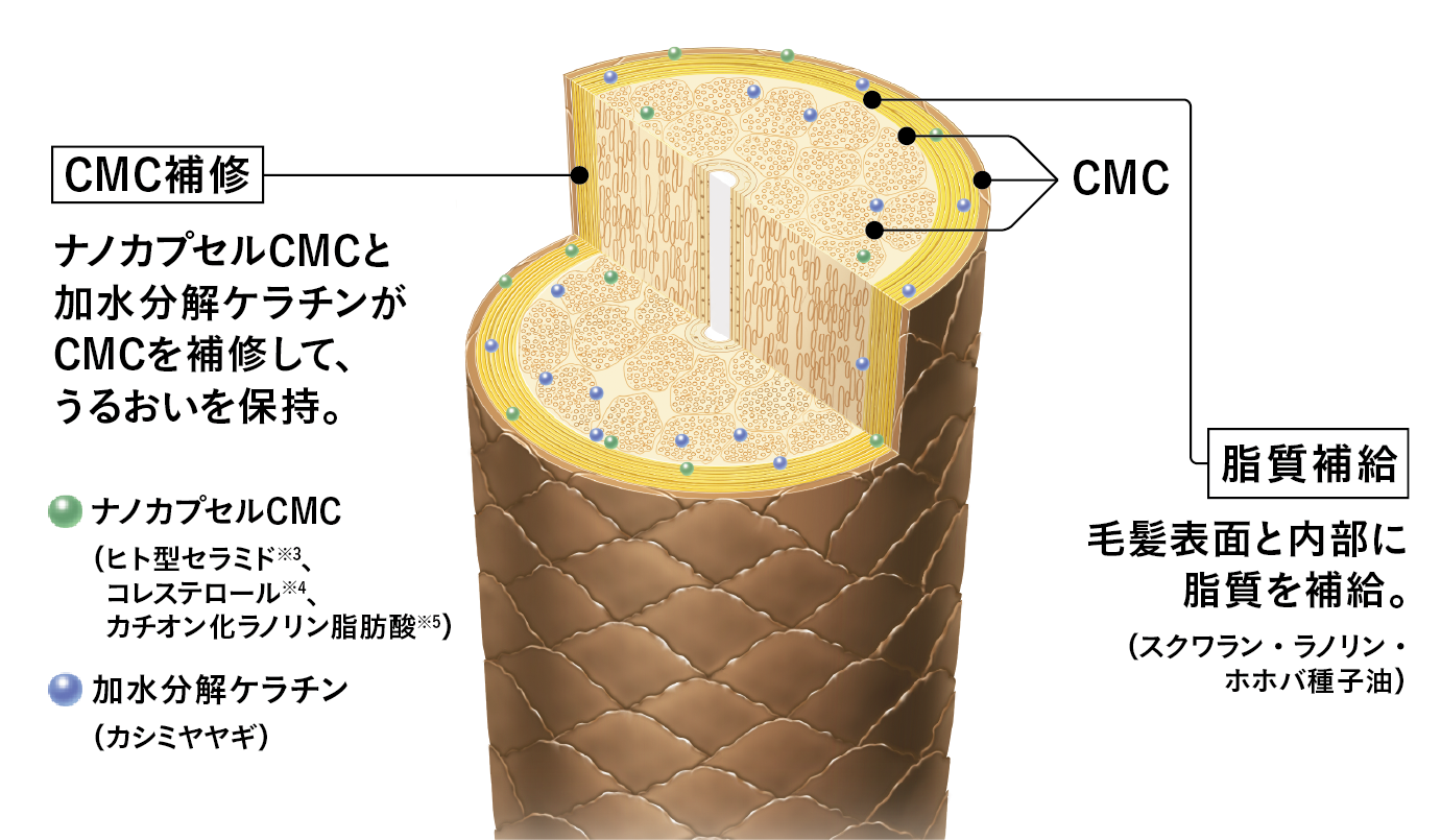 CMC補修と脂質補給の仕組みを示した毛髪図